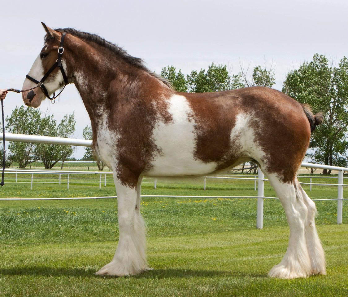 Willow Way Clydesdales